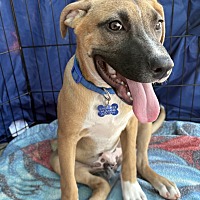 adopt a pet