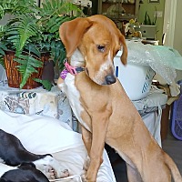 adopt a pet