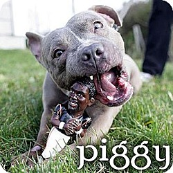 Photo of piggy