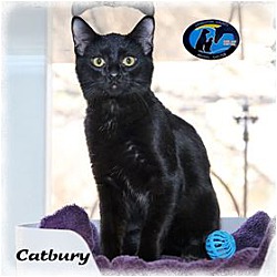Thumbnail photo of Catbury #1