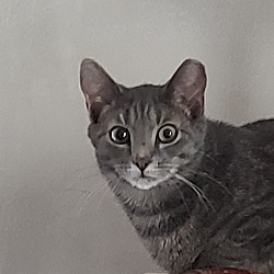 Feline Solutions In York Pennsylvania