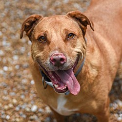 Pet Placement Center in Chattanooga, Tennessee