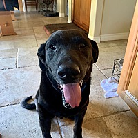 Southern California Labrador Retriever Rescue In Torrance California
