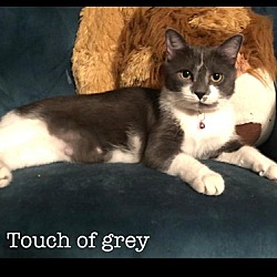 Photo of Touch of Grey