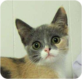 Oklahoma City Ok British Shorthair Meet Darby A Pet For Adoption