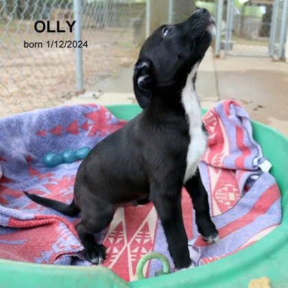 Photo of Olly-9012