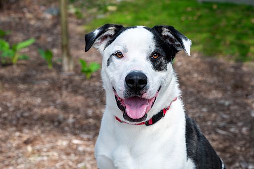 Briarcliff Manor, NY - Pit Bull Terrier/Great Pyrenees. Meet Rembrandt ...