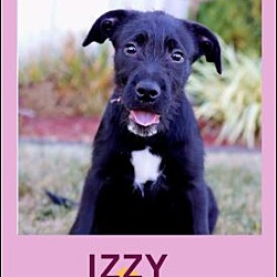 Thumbnail photo of IZZY #2