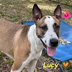 Thumbnail photo of Lucy #1