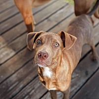 adopt a pet