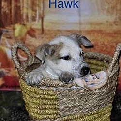 Thumbnail photo of Hawk #1