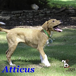 Thumbnail photo of Atticus #2
