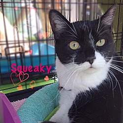 Thumbnail photo of Squeaky #1