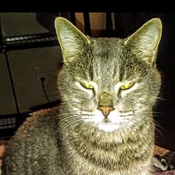American Shorthair Kittens For Sale In Oklahoma City Oklahoma