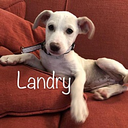 Thumbnail photo of Landry #4
