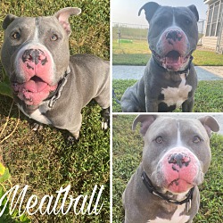 Photo of Meatball