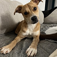 adopt a pet