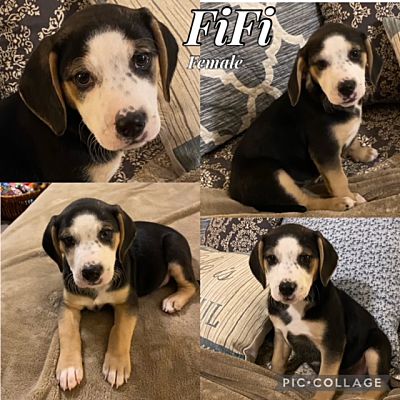 East Hartford, CT - Beagle. Meet Fifi in CT a Pet for Adoption ...