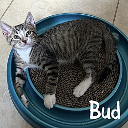 Thumbnail photo of Bud #1
