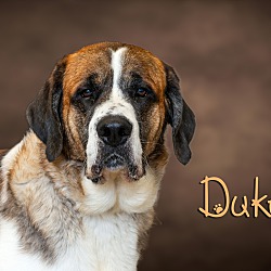 Photo of Duke