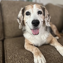 Thumbnail photo of HARLOWE (Senior Beagle) #2