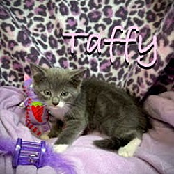 Thumbnail photo of Taffy #2