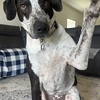 adopt a pet