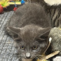 adopt-pet