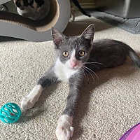 adopt a pet
