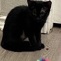 adopt a pet