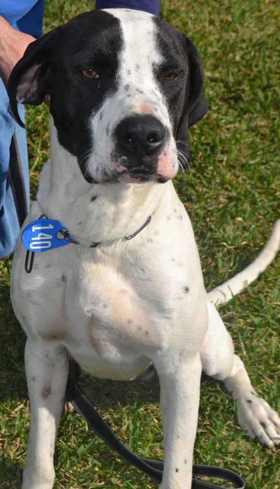 pointer great dane