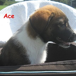 Thumbnail photo of Ace~meet me~ #4
