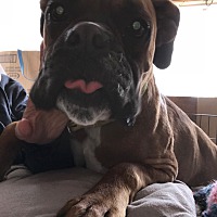adopt a pet