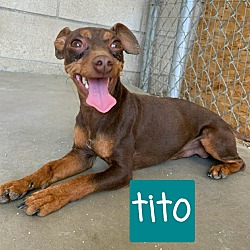 Thumbnail photo of Tito #2