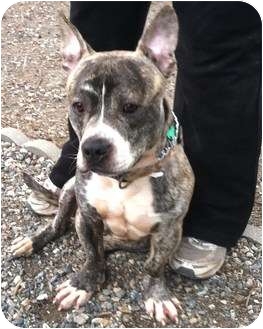 american staffordshire terrier corgi mix