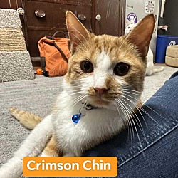 Photo of Crimson Chin