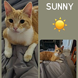 Thumbnail photo of Sunny #1