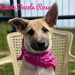 Photo of Dazzle dazzle rose
