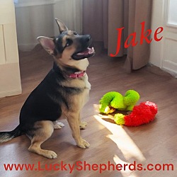 Thumbnail photo of Jake II #3