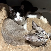 adopt a pet