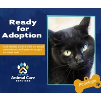 adopt a pet