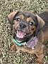 APPLE NUGGET - Dachshund / Cavalier King Charles Spaniel available for adoption