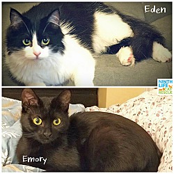 Thumbnail photo of Eden & Emory #1