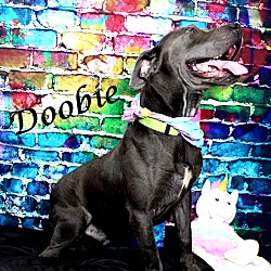 Thumbnail photo of Doobie~adopted! #2