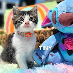 Thumbnail photo of Tiny #1