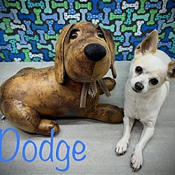 Thumbnail photo of Dodge #3