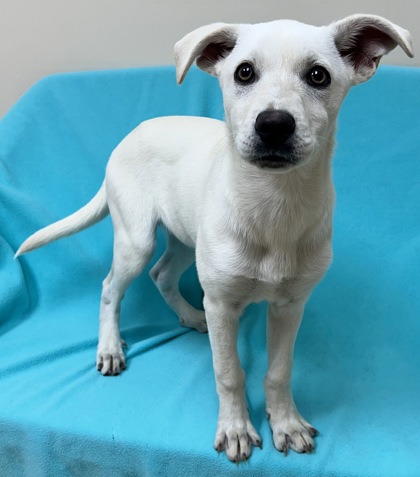 Staunton VA Labrador Retriever. Meet Darleen a Pet for Adoption