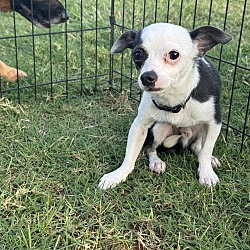 Photo of Wishbone