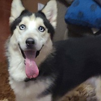 adopt a pet