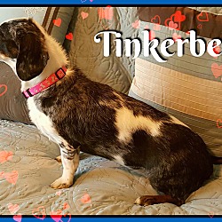 Thumbnail photo of Tinkerbelle #4